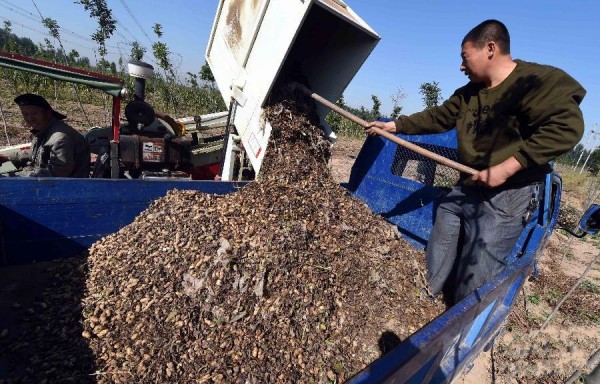 河北永清县:花生“硒”为贵