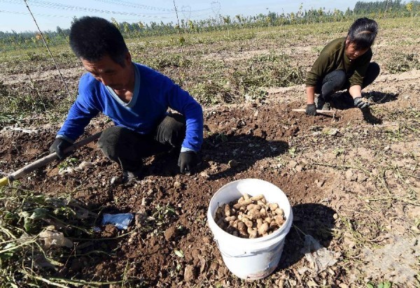 10月13日,河北省永清县顺农佳瑞果蔬农民专业合作社工人在捡拾机器收货后遗漏的富硒花生。