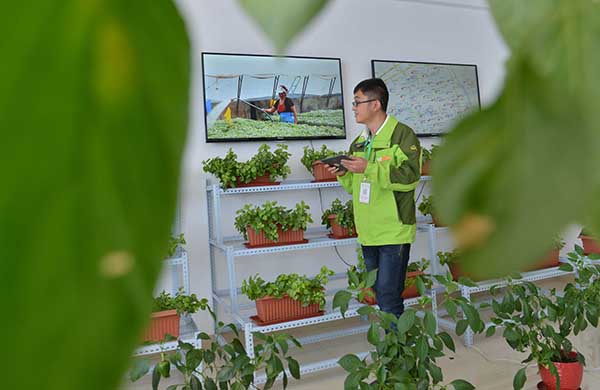 10月13日,平台工作人员通过直播画面查看蔬菜生产情况。