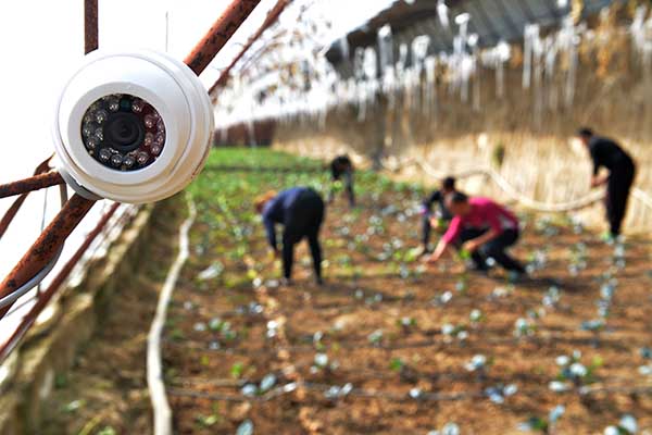 10月13日,与平台合作种植蔬菜的农民在大棚内忙碌。大棚内设有可供平台及用户查阅生产情况的摄像头。