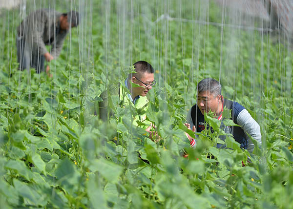 10月13日,工作人员乔明远(前左)与平台合作种植蔬菜的农户在大棚查看蔬菜长势。