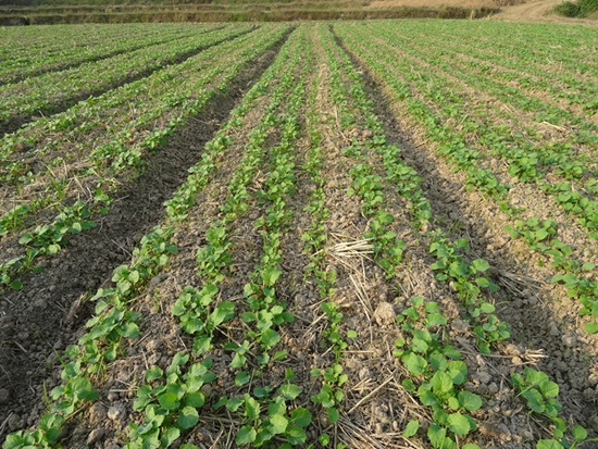 ���ճ����У���ǿ���Ͳ˻���ʾ��Ƭ����ָ������