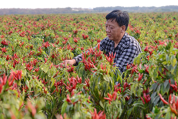 10��14�գ�ũ���ڳɰ��ص������绯���ũ�����ժ���콷��