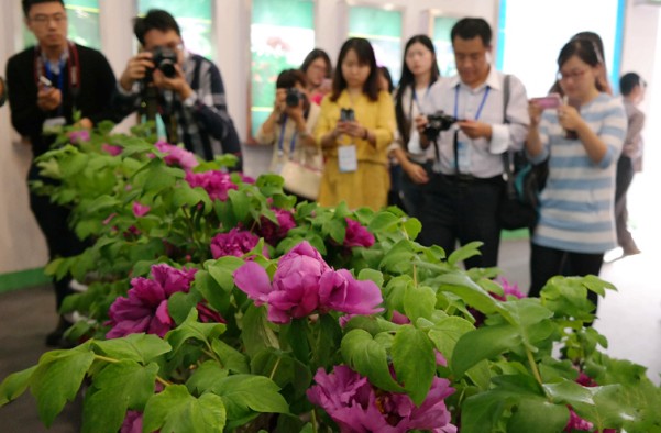 观赏用的反季节牡丹