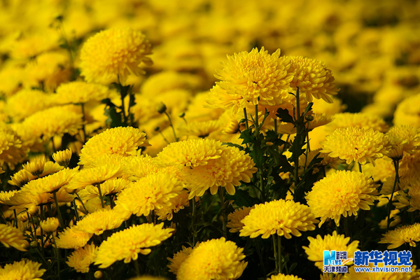 ̨ձľջƷ֣ĿǰѾʢڡ