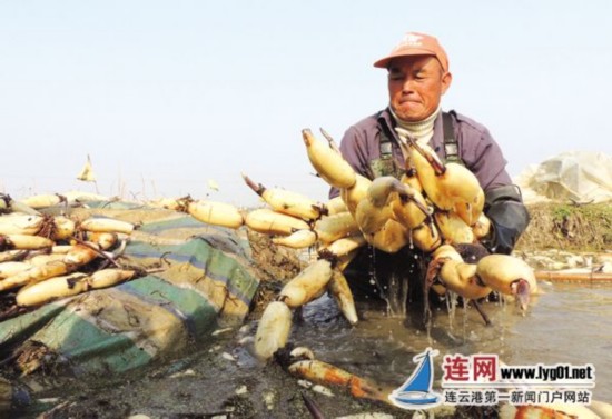 江苏连云港无公害浅水藕获丰收 年产值5000余万