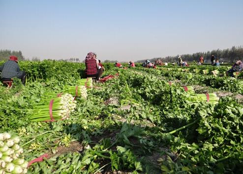 ɽ������ǧĶ�л��۲�ϲ����� ƽ��Ķ����10000��