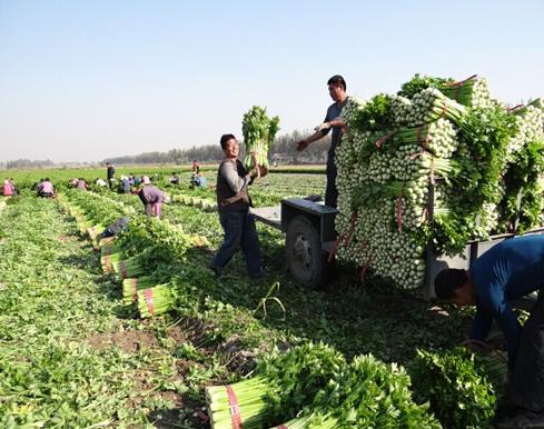 ɽ������ǧĶ�л��۲�ϲ����� ƽ��Ķ����10000��2
