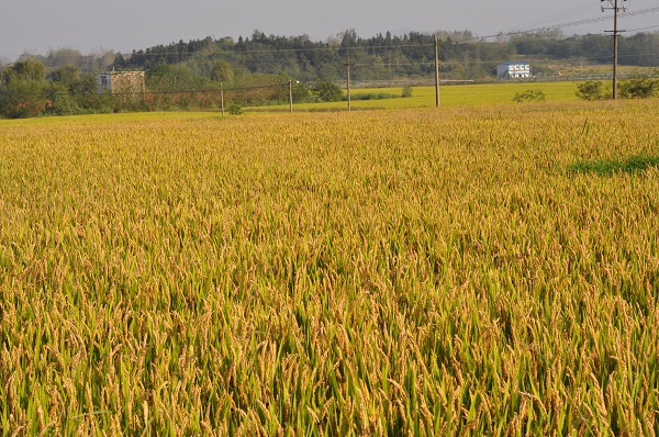 ��������سǹ�����Ҵ壺���ﵾ����Ʈ��Ұ