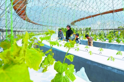 永春县五里街镇现代农业示范区里的球形智能温室。