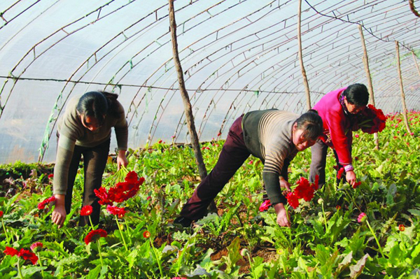 �ӱ�ƽȪ���ʻ���ֲ������������