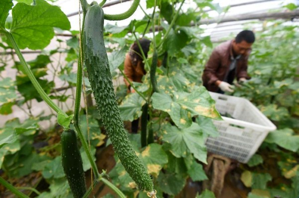 ���ϻ��أ�רҵ��������ũ�ֲ�����