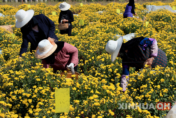 青海海东地区:“高原冠菊”助农增收