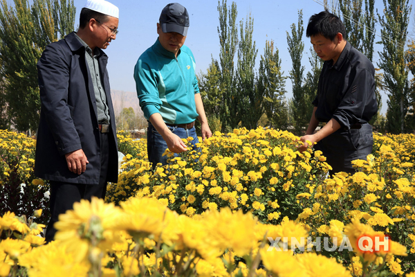 10月16日,“高原冠菊”的项目带头人司涛(中)、项目执行人韩阿里(左)等在青海省化隆回族自治县“高原冠菊”培育示范基地探讨冠菊培植技术。