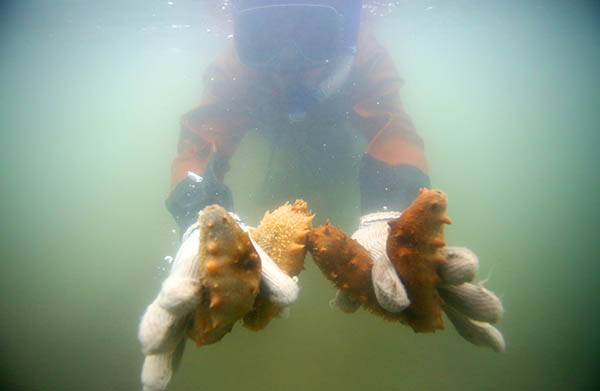 ��������¹���������ɴ̲η��ռ�