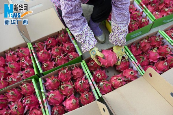 10��21�գ�һλũ���ڰ�װ�ող�ժ�Ļ�������