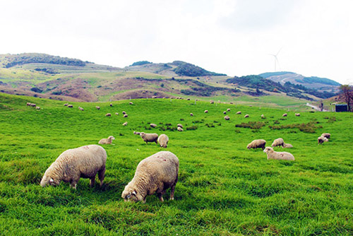 贵州威宁雪山镇勺圃万亩草场好牧羊