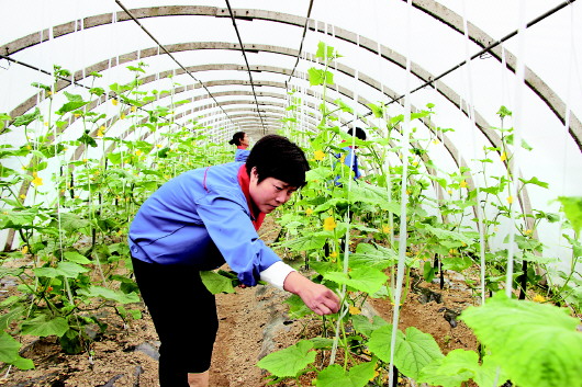 贵州铜仁:山地农业闯新路 现代高效显特色