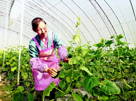 图为工人在管理黄瓜藤。