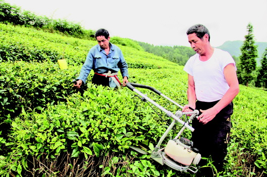 图为新寨镇后坝村群众管护茶园。