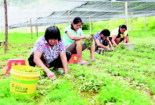 印江自治县板溪镇凯塘村积极发展村级集体经济,先后投入近百万元建立了70亩苗圃基地,种植马尾松、柏树、兰竹、杉木等苗木,预计年利润25万元左右。