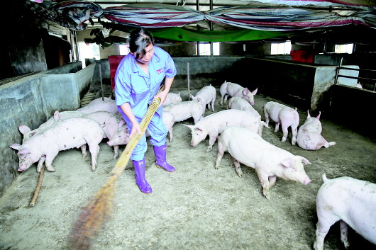 图为朱家场镇桐木温氏养殖小区的养殖户在清扫圈舍。