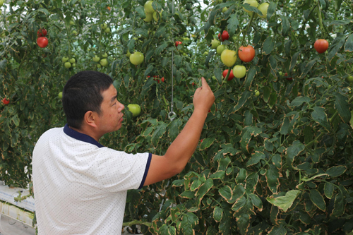青海化隆县智能温室种植第一茬蔬菜已进入百姓餐桌
