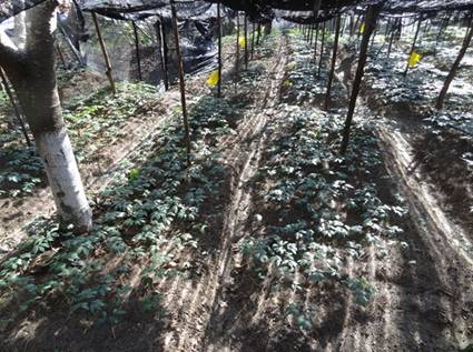 �����Ͻ�������������������ֲ��óɹ�