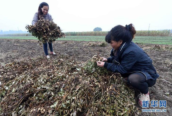 �ӱ��İ�����ɫ��ɫũ��Ʒϲ�����