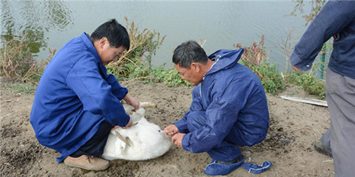 上海市动物疫控中心来松江开展秋防工作检查