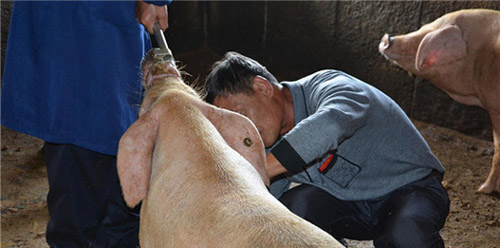 上海市动物疫控中心来松江开展秋防工作检查2