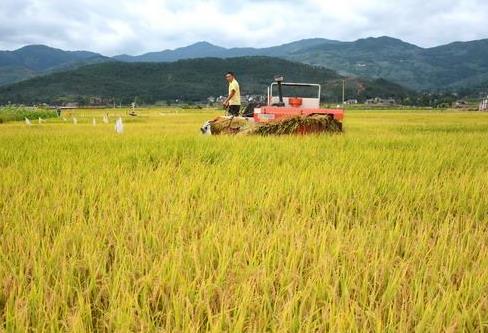 云南巍山县:收割机助农抢收水稻