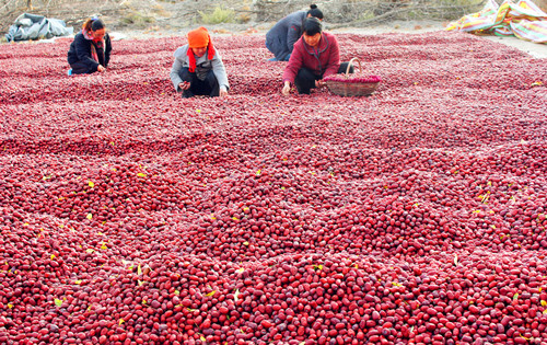 新疆兵团二师三十团5000亩红枣喜获丰收 备受客商青睐
