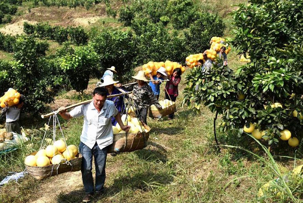 10��25�գ���ũ�ǽ���ժ�ĺ��������˵�·�ߡ�