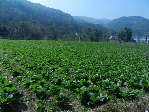 ���쳯�����ģ����ֲ�ٽ���ɫũҵ��չ