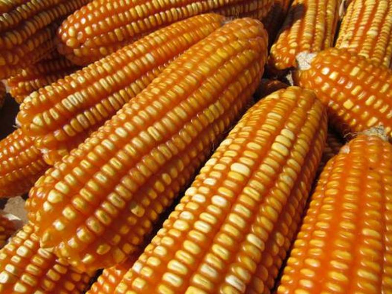 云南镇康县南伞镇加紧收获玉米助力秋收