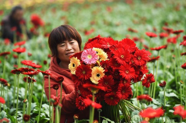 10��24�գ�ɽ��ʡ�����о��ÿ����������ֵ�ʯ��ͷ��Ļ�ũ�ڴ����ڲ�ժ���л���