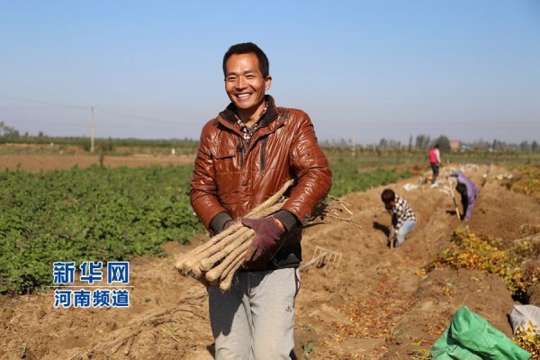 10��27�գ�����ʡ�����Ա�������ׯ��ũ����ӡ�����ջ�����ɽҩ������������ֲ��25Ķ����ɽҩԤ������15��Ԫ���ֵ����ϲ�£�졣