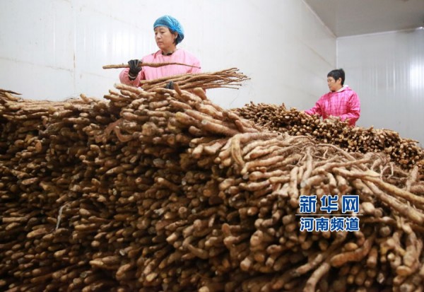 10��27�գ�����ʡ����һ��ũҵ������ũ���ڷּ��������ջ������ɽҩ��