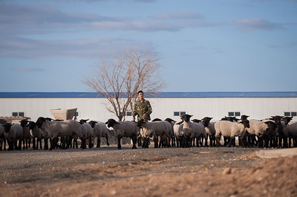 内蒙古乌兰察布探索生态型草原畜牧业发展新模式