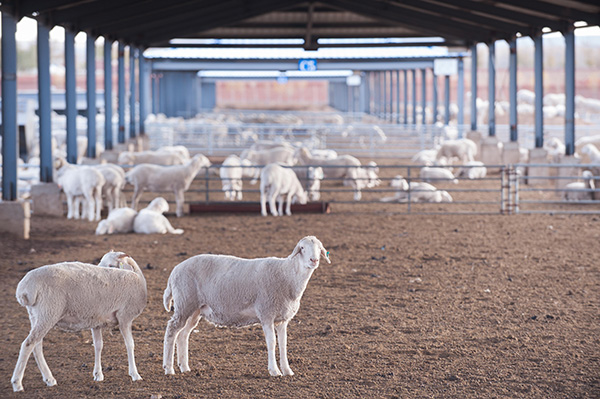 这是10月23日拍摄的乌兰察布市四子王旗一家畜牧业公司养殖基地内的羊群。