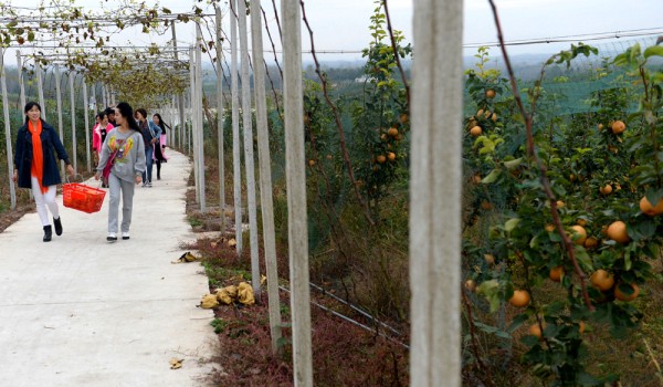 10��28�գ��ο���������Ҷ����������ũ��ֲרҵ����������ѩ����ֲ���ز�ժ�۹⡣