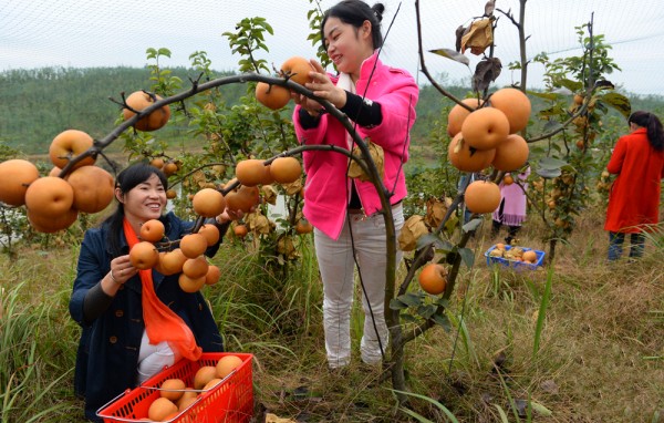 10��28�գ������ο���������Ҷ����������ũ��ֲרҵ����������ѩ����ֲ���ز�ժѩ�档