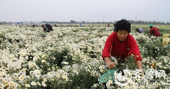 ��ũ�պ���Խ� ɽ���޳�ʯǽ��ǧĶҩ�þջ�����