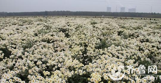 ��ũ�պ���Խ� ɽ���޳�ʯǽ��ǧĶҩ�þջ�����2