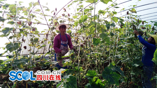 四川宜宾高县让无公害蔬菜端上百姓饭桌