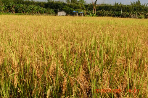 �㶫��ƽ��ũ��Ʒ��ֲʾ������ˮ�������