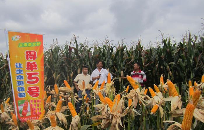 �����ٲ����������������ƽ����׸߲�������Ŀ��ũ����������