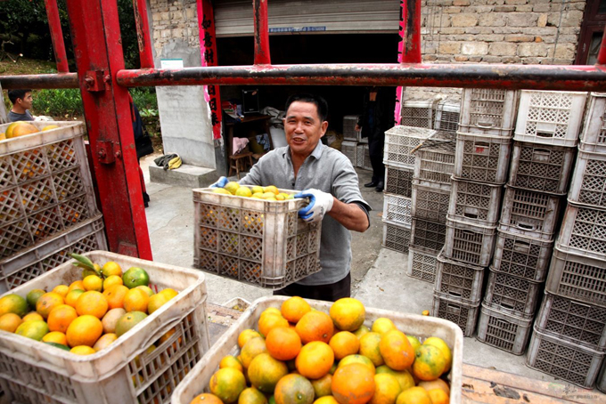 安徽歙县新溪口乡:“三口柑橘”销浙江
