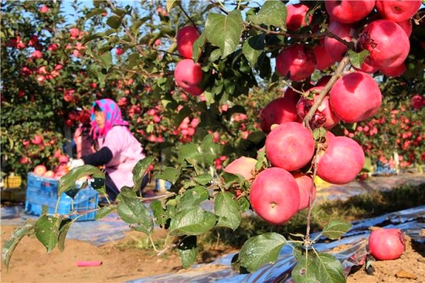 山东:生态“荣成苹果”红了